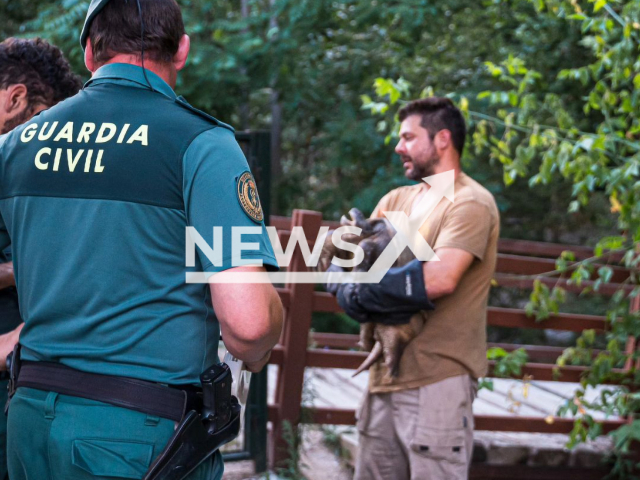 Photo shows authorities and workers with the turtle that was caught in Mentrida, Spain.
Notes: Picture is from social networks (@safarimadridoficial/Newsflash)