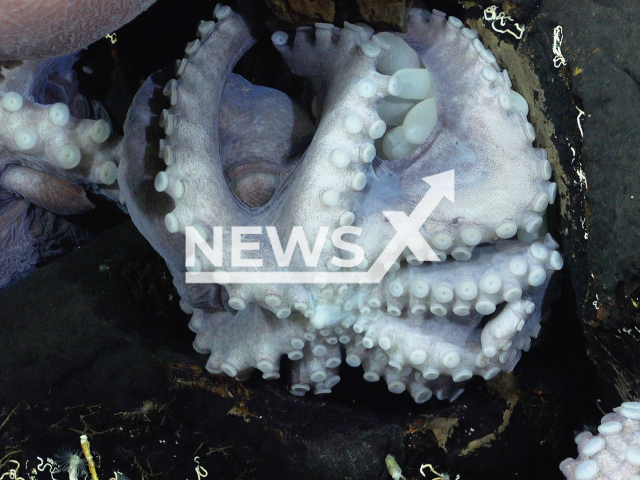 Photo shows brooding octopus nursery off the Dorado Outcrop in Costa Rica’s Pacific waters.
Notes: Licenced picture (Schmidt Ocean Institute/Newsflash)