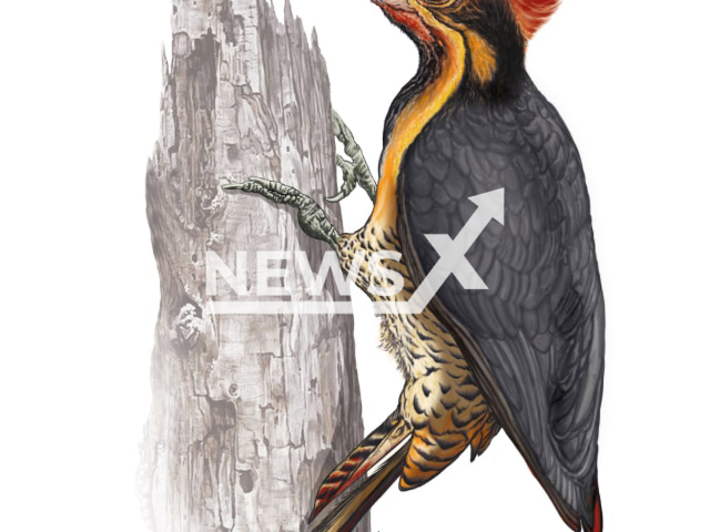 Photo shows artistic interpretation of the general aspect of the woodpecker whose fossil was found in San Pedro, near Buenos Aires, Argentina.
Notes: Licenced picture (Museo Paleontologico de San Pedro/Newsflash)