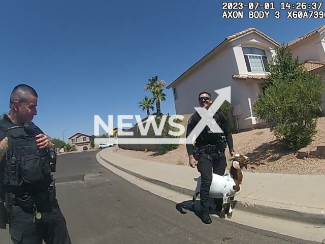 Police officers chase a goat in Glendale, Arizona, USA, Saturday, July 1, 2023. Body camera video from the officers captured the foot pursuit, showing the animals outrunning and getting away from officers time and time again. Note: Picture is a screenshot from a video (Glendale Police Department/Newsflash)