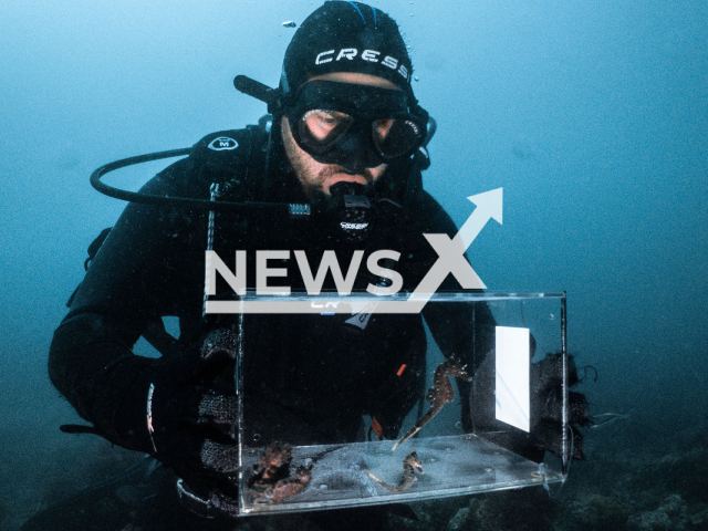 Photo shows a diver with the boxes of the seahorses recovered in Oceanografic, in Valencia, Spain. The seahorses were released in the sea.
Notes: Licenced picture (Oceanografic Valencia/Newsflash)