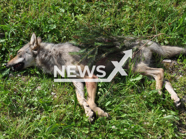 Image shows the wolf, undated photo. It was shot in the Hochkoenig and Steinernes Meer area, Salzburg State, Austria, on Saturday, July 8, 2023. Note: Licensed content. (Land Salzburg/Newsflash)