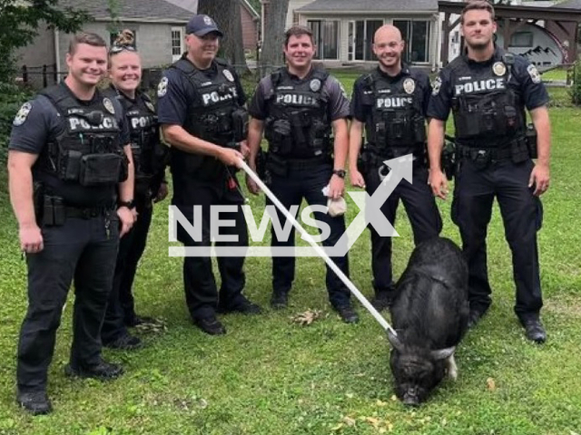 Image shows the police officers from the Louisville Metro Police Department, Kentucky State, USA, and the pig named Mr BaconBits, undated photo. The officers chased after the loose pig on Wednesday, June 28, 2023. Note: Licensed content. (Louisville Metro Police Department/Newsflash)