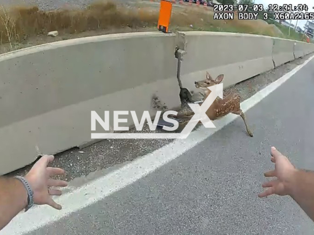 Photo shows the elusive fawn. Ohio state troopers stopped busy highway in Clermont County to rescue the animal. Note: Photo is a screenshot from a video(Ohio State Highway Patrol/Newsflash).