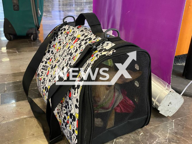 Photo shows the Chihuahua puppy at Monterrey International Airport. The dog was left  inside a Mickey Mouse character transporter.
Note: Photo from Monterrey International Airport(@AeropuertoDeMTY/Newsflash).