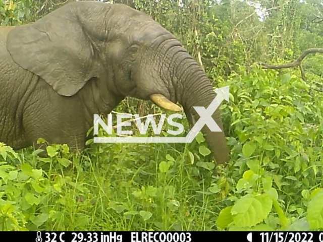 Forest elephant reacts to an acoustic elephant deterrent called a Buzz Box in a remote Liberian forest, undated. Buzz Boxes are effective in keeping both forest and savannah elephants safely outside of farms and could be a valuable mitigation tool in human-elephant conflict (HEC) hotspots across Africa. Note: Picture is a screenshot from a video (ELRECO/Newsflash)