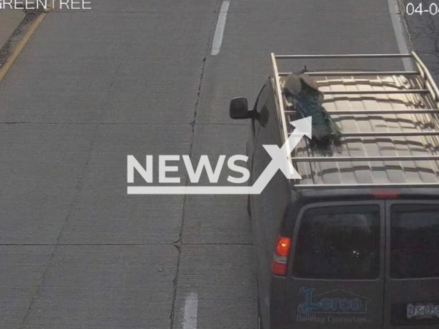 The peacock on the top of his owners' van in  Mt. Lebanon, Pennsylvania, USA. Note: Police photo.(@mtlebanonpolice/Newsflash)