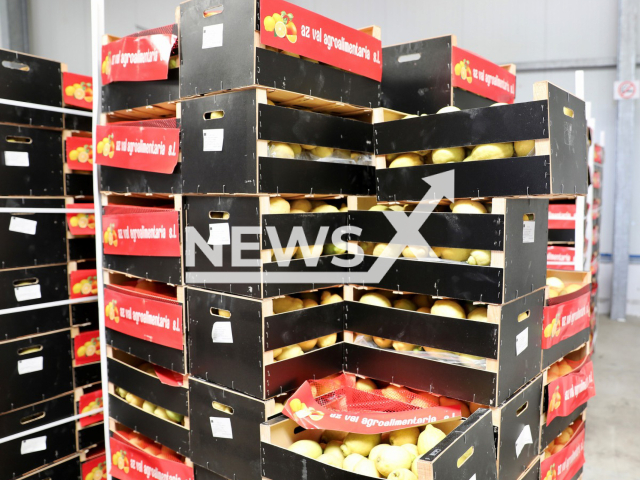 Image shows the pallets with lemons discovered by customs officers from the city of Frankfurt, Germany, undated photo. They contained nearly a tonne of drugs underneath the fruit. Note: Licensed content. (HLKA/Newsflash)