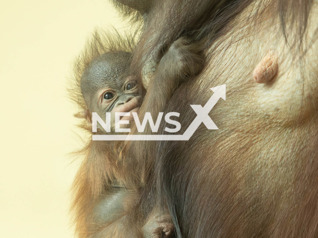 Image shows the new Bornean orangutan baby girl holding onto her mum at the Vienna Zoo, Austria, undated photo. The species is listed as 'critically endangered' on IUCN's Red List of Threatened Species. Note: Licensed content. (Daniel Zupanc/Newsflash)