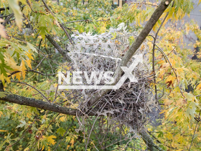 Photo shows a magpie nest made of anti-nesting spikes in a tree in Antwerp, Belgium, undated. Researchers from two Dutch natural history museums collected nests of a carrion crow and a Eurasian magpie that were largely built with material that should have deterred birds; bird nests made of anti-bird spikes. Note: Licensed photo (Auke-Florian Hiemstra/Newsflash)