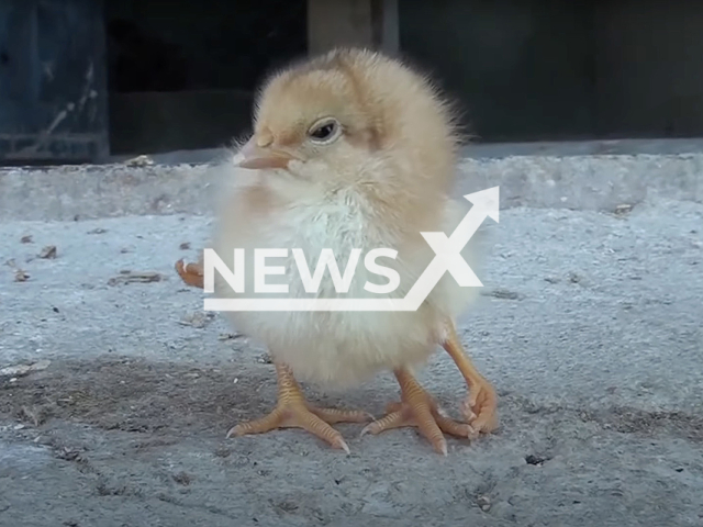 Photo shows a chick that has four legs, undated. It was hatched on a farm in Ankara, Turkey.Note: Picture is a screenshot from a video (Newsflash)