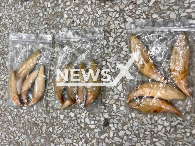 Picture shows seized derivatives of wild animals in July, 2023. The bus driver, a Chinese citizen, hid them in a gas tank of a bus moving from Primorye to China and now faces up to seven years in prison for smuggling. Note: Photo is obtained from the Federal Customs Service of Russia. (Federal Customs Service of Russia/Newsflash)