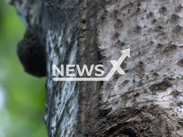 Photographer Ossi Saarinen recorded Siberian flying squirrels in Espoo, Southern Finland. Note: Picture is a screenshot from a video (@soosseli/Newsflash)