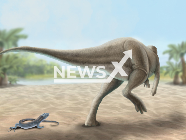 Photo shows the new species of dinosaur called 'Calvarius rapidus'.  It is one of the last dinosaurs that existed before its extinction on the whole planet.
Note: Licensed photo(ICP/Newsflash).