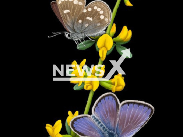 Photo shows illustration of the butterfly Xerces Blue on a plant it used to feed Acmispon glaber. Researchers have found the genome of the butterfly.
Notes: Licenced picture (Marti Franch-CSIC/Newsflash)