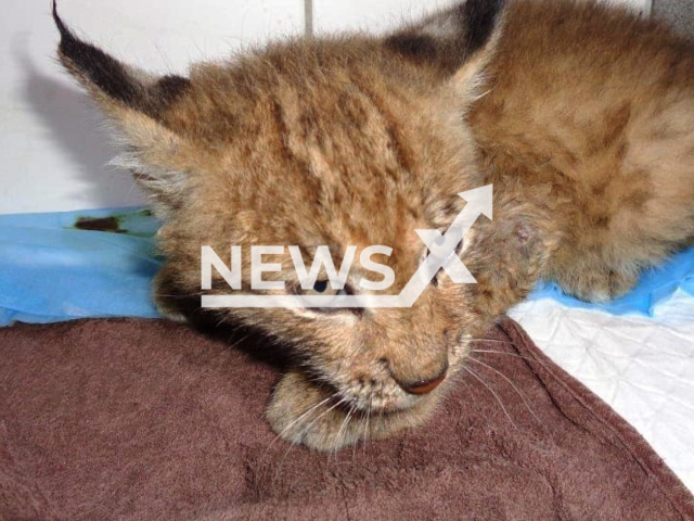 Image shows the lynx cub, undated photo. It was found injured in a barn near the Steinwald Nature Park in the Upper Palatinate province, Bavaria State, Germany. Note: Licensed content. (Private/Newsflash)