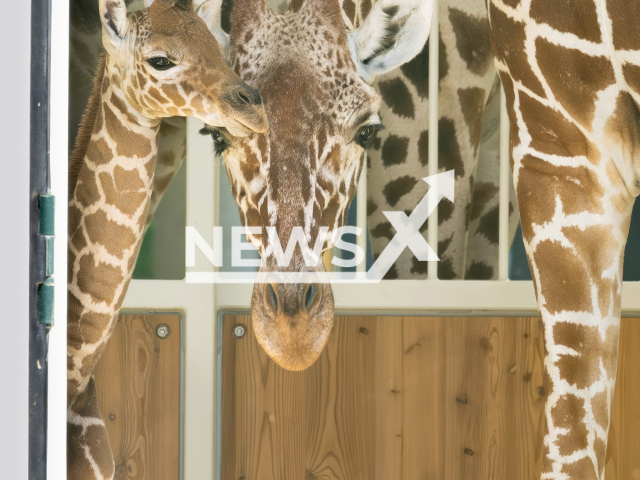 Image shows the newborn male giraffe and its mum, undated photo. It was born at the Schoenbrunn Zoo, in the city of Vienna, Austria, on Wednesday, July 12, 2023. Note: Licensed content. (Daniel Zupanc/Newsflash)