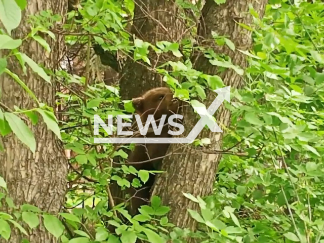 Bear sits on the tree in Tomsk, Russia, undated. A state of emergency of a regional nature in the forests was announced in the Amur oblast, Russia cause of fires in July, 2023. Note: Picture is a screenshot from a video (@mvdros/Newsflash)