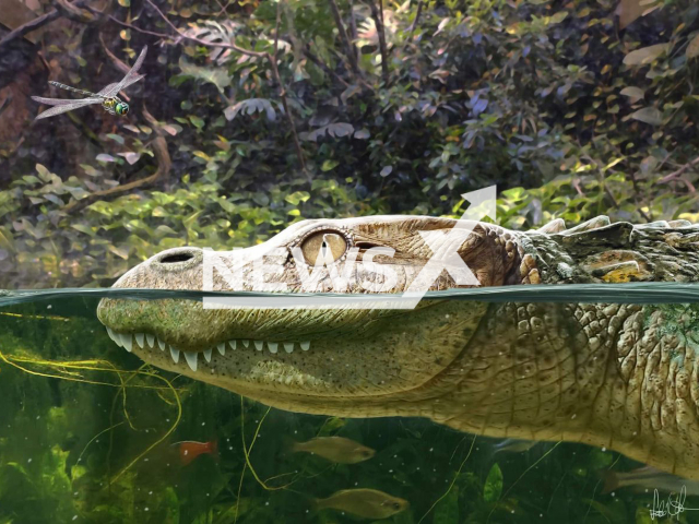 Image shows an illustration of the newly discovered alligator species Alligator munensis from Thailand, undated photo. The extinct short-snouted alligator munched on snails and lived about 230,000 years ago. Note: Licensed content. (Marton Szabo/Newsflash)