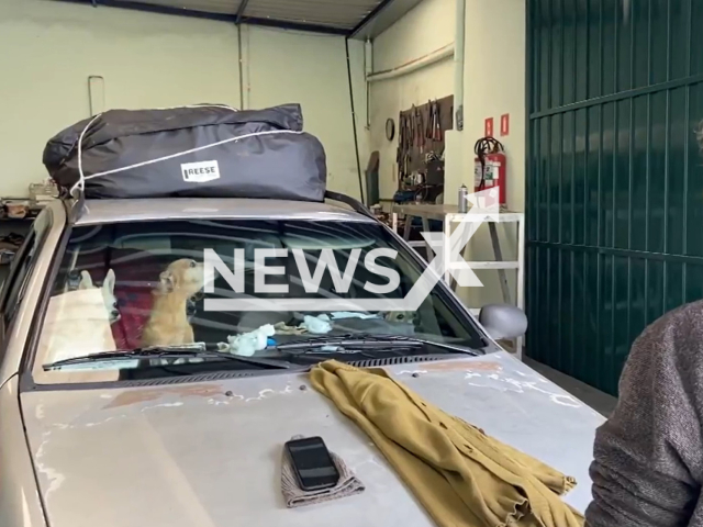 Picture shows the car of Ederly Vieira and some of her 16 dogs, in Limeira, Brazil, undated. She has lived in the car  for over a decade so as to not have to give up her animals.   
 Note: Photo is a screenshot from a video. (Newsflash)