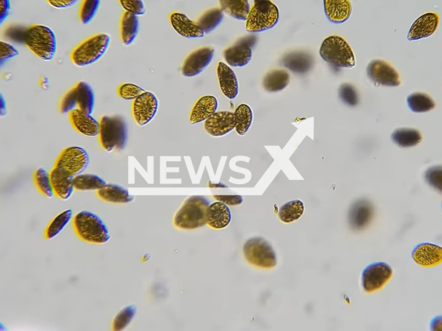 Picture shows ostreopsis, undated. It is a genus of free-living dinoflagellates found in marine environments. Note: Image is a screenshot from video. (Newsflash)