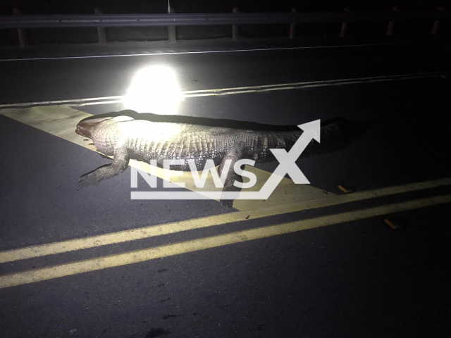 Photo shows an aligator in Refugio County, Texas, USA, undated. A woman and her unborn child died after she hit an alligator on a highway. Note: Photo is from the Refugio County Sheriff's Office (Refugio County Sheriff's Office/Newsflash)