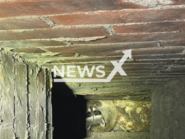 Photo shows raccoon trapped in a chimney. San Bernardino County Firefighters rescued the baby raccoons on Thursday, July 06, 2023 in California.
Note: Fire Brigade photo(@SanBernardinoCountyFire/Newsflash).