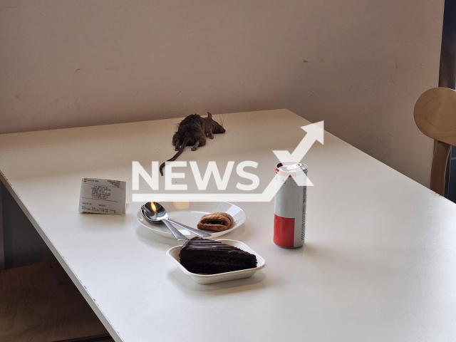 Photo shows a rat at an IKEA store in the city of Bengaluru in Karnataka, India. The rat allegedly fell from the ceiling on a table while a woman was eating on Sunday, July 16, 2023.
Note: Private photo(@Sharanyashettyy/Newsflash).