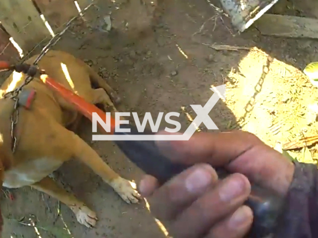 Heroic Arvin Police Officer rescues family dog from raging fire on the 10th of July 2023 in Arvin, California, USA. Note: This picture is a screenshot from the video. (Arvin Police Department/Clipzilla)