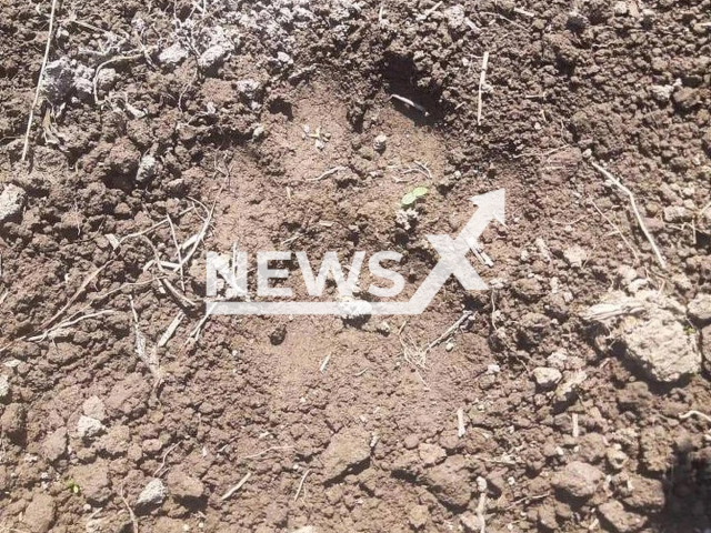 Photo shows the paw print of an Amur Tiger in Mayak village in Khabarovsk territory in Russia, undated. A man who was following the trace of an Amur Tiger was attacked by it in Khabarovsk, Russia, Wednesday, July 12, 2023. Note: Picture is private (Amur Tiger Centre/Newsflash)