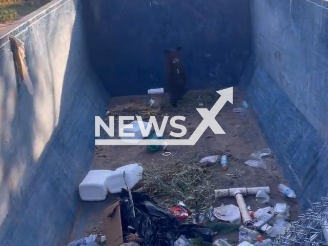 Photo shows a bear trapped in a dumpster in a community south of Denver. Colorado Parks and Wildlife officials rescued the animal.
Note: Photo is a screenshot from a video(Colorado Parks and Wildlife/Newsflash).