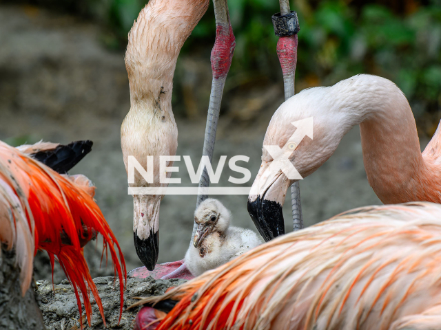 Image shows the Chilean flamingo offspring at the Zurich Zoo, in Switzerland, undated photo. The species is listed as 'Near Threatened' on IUCN's Red List of Threatened Species. Note: Licensed content. (Zurich Zoo, Fabio Sueess/Newsflash)