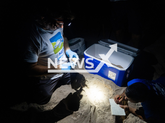 Photo shows the workers of Oceanografic and volunteers with the eggs spawned in the beach of El Saler, Valencia, Spain. It is the sixth net found in Valencia region this year. 
Notes: licenced picture (Oceanografic Valencia/Newsflash)