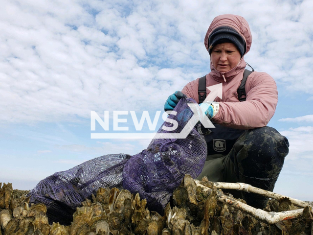 Brittany Collins of The Nature Conservancy measures oysters and crabs on 10th of February 2021, on a restored reef in the Hillcrest Oyster Sanctuary.
Note: News release photo(Bo Lusk/Newsflash).