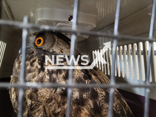 Photo shows the owl that was rescued from the beach in Mijas, Spain. The animal was exhausted and was able to swim back to the seashore.
Notes: Licenced picture (Ayto Mijas/Newsflash)