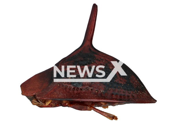 Image shows the newly discovered beetle species Dorynota phoenix, undated photo. It was almost destroyed in a fire at the Brazilian National Museum in the city of Rio de Janeiro, Brazil, in 2018. Note: Licensed content. (Senckenberg/Newsflash)