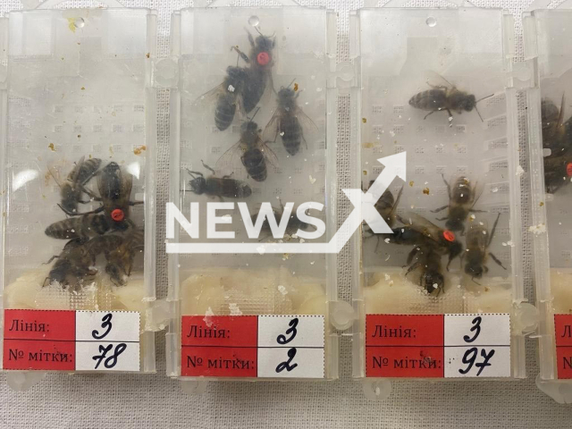 Photo shows live Carniolan bees, undated. Customs enforcement teams confiscated 1240 live Carniolan bees during routine luggage control at Sabiha Gokcen Airport in Istanbul, Turkey, Wednesday, July 19, 2023. Note: Licensed photo (Directorate General of Customs Enforcement/Newsflash)