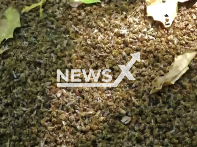 Picture shows dead bees, undated. Over 100 million bees are killed in Mato Grosso, Brazil due to the wrong application of pesticides. Note: Image is a screenshot from video. (Newsflash)