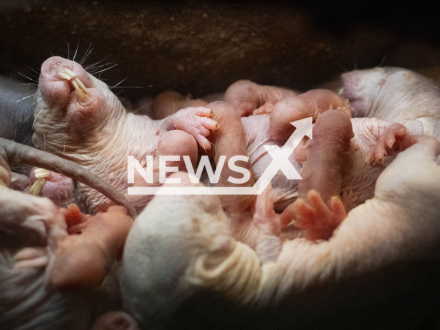 Photo shows naked mole-rat giving birth to offspring in Bioparc Valencia, Spain. It is a species that has the clue of fertility, it does not age and cannot have cancer.
Notes: Licenced picture (Bioparc Valencia/Newsflash)