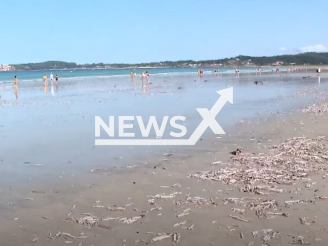 Picture shows the razor shell, (Ensis magnus), dead on the beach   of La Lanzada, Spain,  in July, 2023.  Local media say high temperature may be behind the appearance of thousands of dead razor shells on the shore.  Note: This picture is a screenshot from the video. (Newsflash)