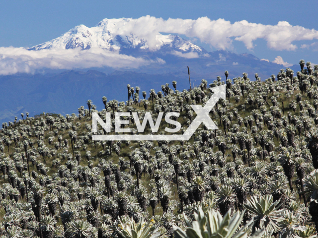 Image shows plants at the Andes, undated photo. A team of researchers from Vienna, Austria, showed that plant species are spreading to higher elevations, while more and more ancestral mountain plants are being displaced, including by species from Europe in the South American Andes. Note: Licensed content. (Harald Pauli, OeAW/Newsflash)