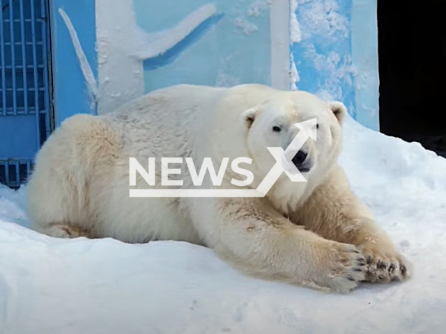 Picture shows a polar bear,(Ursus maritimus)  undated. A man confused a sheep with a polar bear and called the police in Curitibanos, Santa Catarina, Brazil.

Note: This picture is a screenshot from the video. (Newsflash)