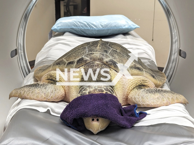 Turtle named Kale receives a CT scan at Decatur Morgan Hospital in Alabama, undated. The CT scan is the best tool to assess the improvement of Kale’s deep infections of his shell. Note: Licenced photo. (Cook Museum of Natural Science/Newsflash)