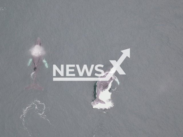 Picture shows Humpback whales (Megaptera novaeangliae) swimming near the coast of Huacho, Peru, undated.  They move  trough the area  every year between the months of June and October, protected areas every year between the months of June and October. Note: Government photo. (SERNANP/Newsflash)