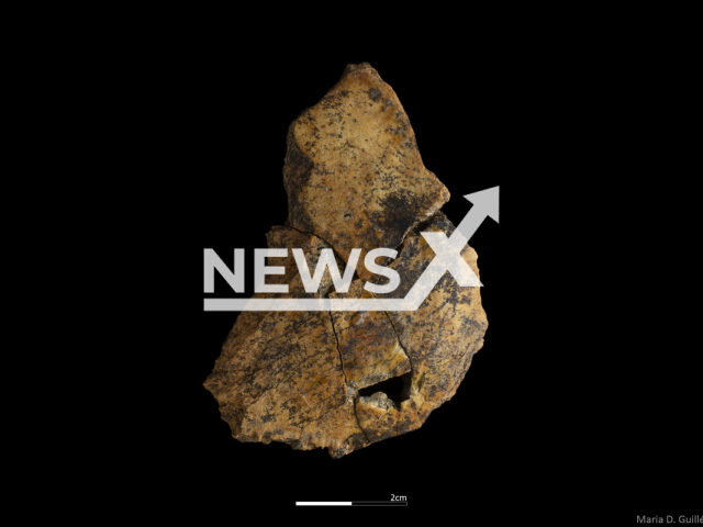 Picture shows part of a parietal bone of Homo Antecessor, undated. Scientist found Homo Antecessor remains from 800,000 years ago found in Atapuerca, Spain, during a 2023 campaign.  Note: Licensed photo. (Maria D. Guillen, IPHES-CERCA/Newsflash)