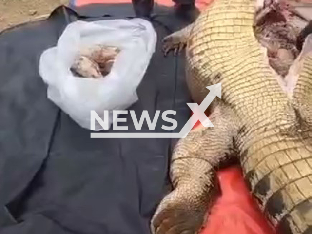 Photo shows the crocodile that ate Addi Bangsa, 60, from Tawau in Malaysia. His body parts were taken from the crocodile's stomach. Note: Photo is a screenshot from a video(Newsflash).