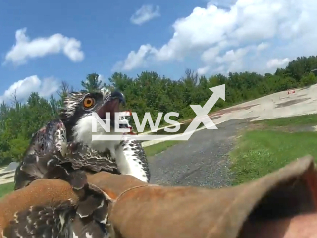 An Osprey was rescued by Emergency crews when it was caught stuck in a tree in Fairfax, Virginia, United States on 19th July 2023. Note: This picture is a screenshot from the video. (Fairfax County Police Department/Clipzilla)