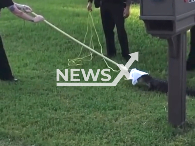 Footage shows deputies wrangling a five-foot alligator that was spotted roaming a residential area in Palm Coast, Florida, United States. on 21 July 2023. Note: This picture is a screenshot from the video. (Flagler County Sheriff's Office /Clipzilla)