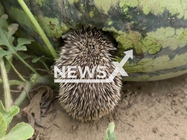 Photo shows a little hedgehog burying his whole head in the watermelon and eating it in Xinjiang, China, undated. The owner left it to continue eating. Note: Picture is a screenshot from a video (1657340925/AsiaWire)