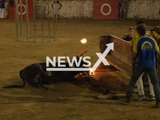 Picture shows the bull collapsing  in  Morella, Spain,  on Saturday, July 22, 2023. Out of four bulls used, two suffered accidents at a contest.  Note: Licensed photo (AnimaNaturalis/Newsflash)